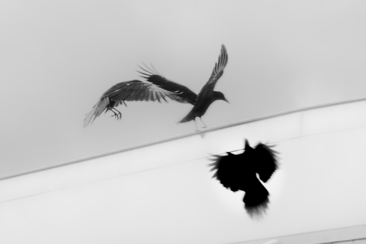 A black-and-white photograph of birds fighting over food.