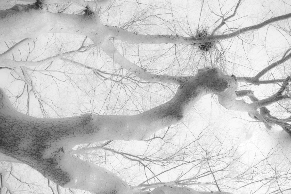 A pale tree trunk and branching limbs photographed in black and white.