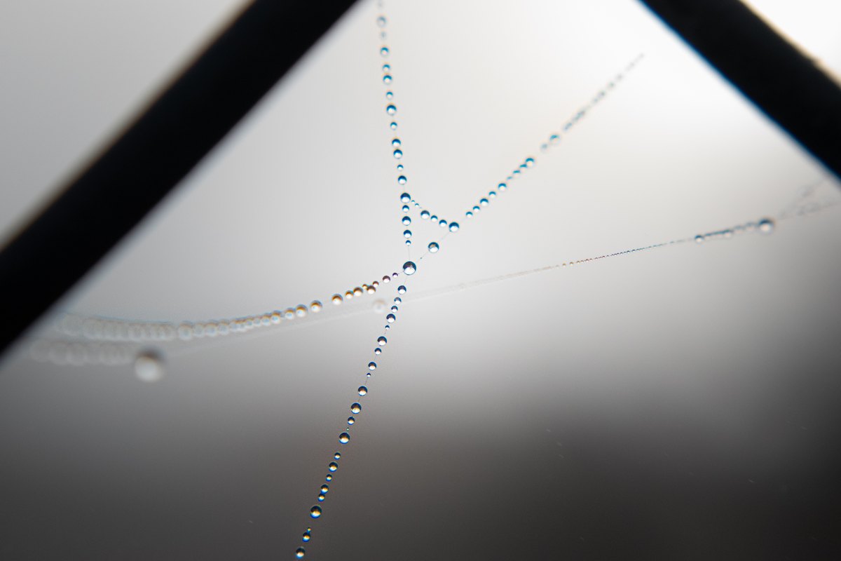 Tiny water droplets suspended along the strands of a spiderweb.