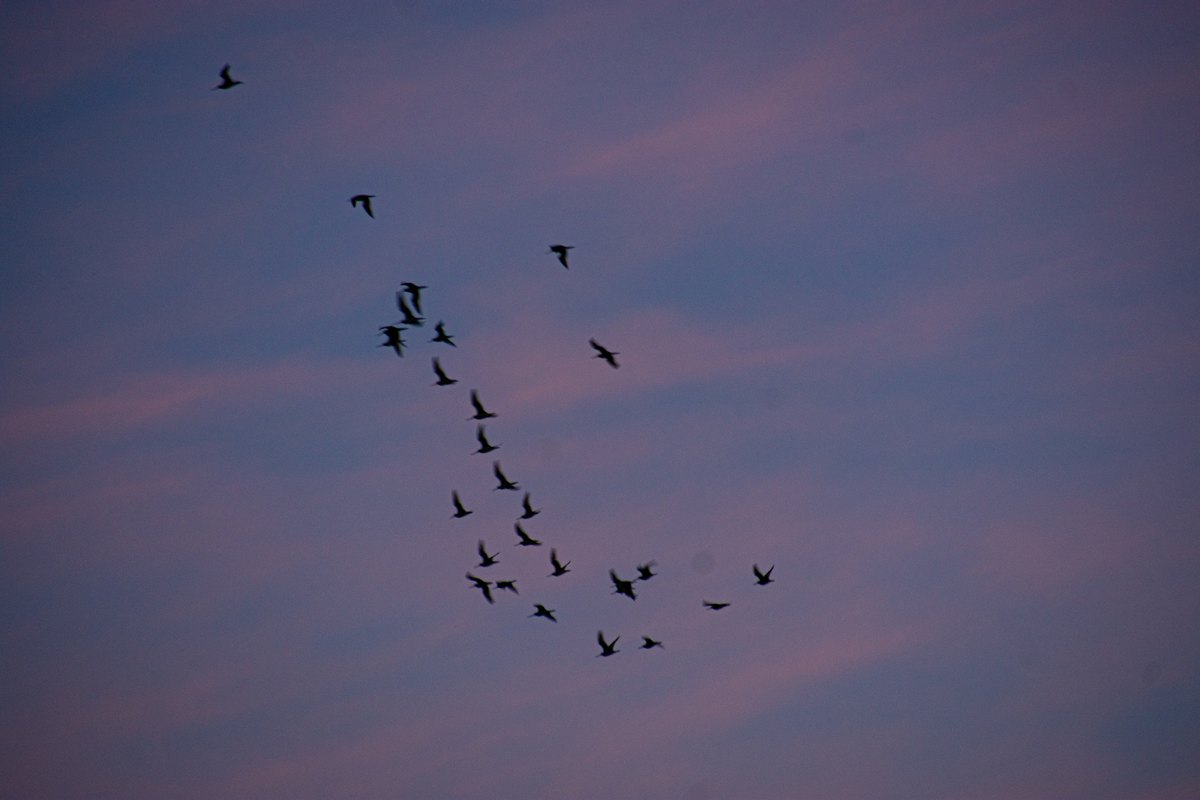 A flock of geese silhouetted against a pink and purple evening sky.
