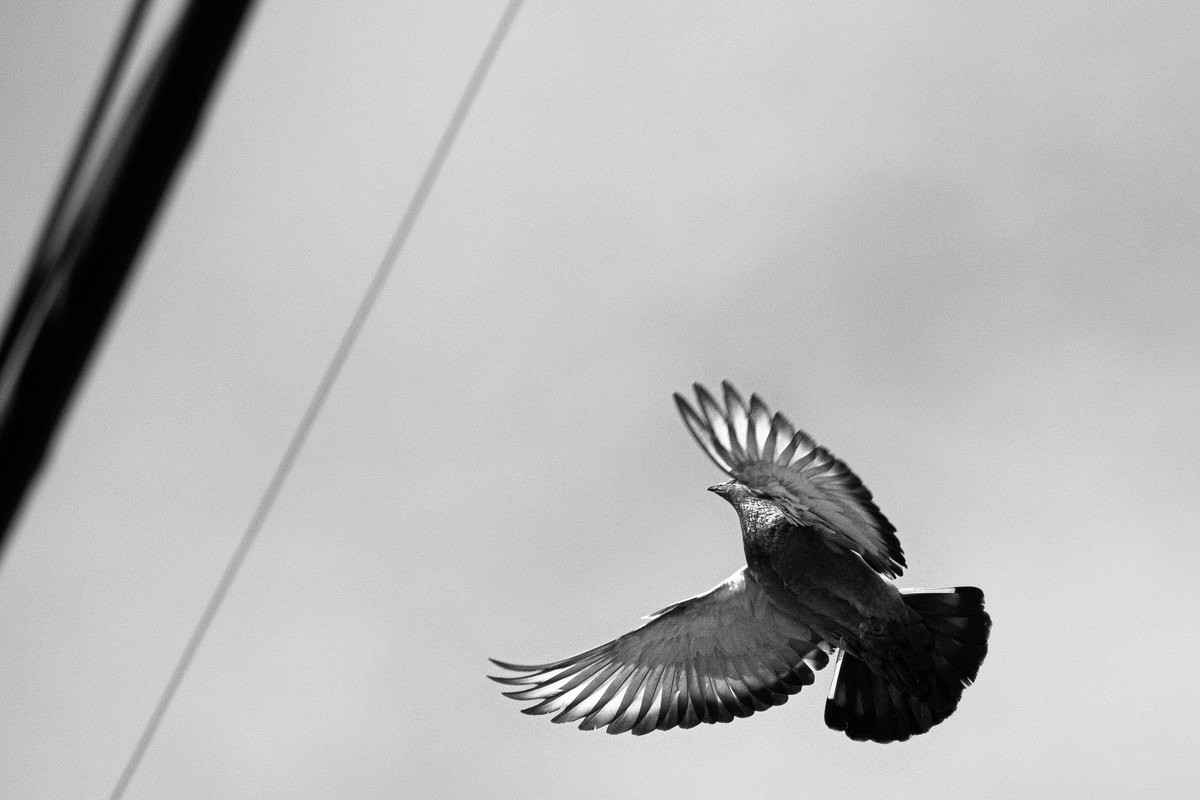 A pigeon in flight beside overhead wires, photographed in black and white.