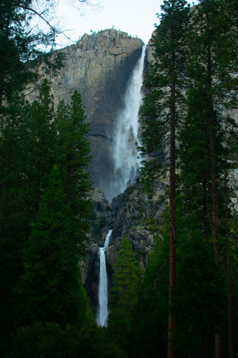 Yosemite Falls descending from a granite cliff behind evergreen trees.